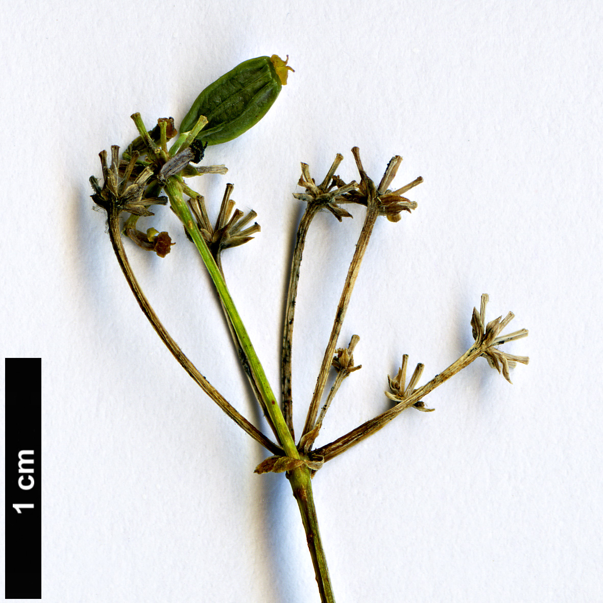 High resolution image: Family: Apiaceae - Genus: Bupleurum - Taxon: salicifolium - SpeciesSub: subsp. salicifolium var. salicifolium High resolution image: Family: Apiaceae - Genus: Bupleurum - Taxon: salicifolium - SpeciesSub: subsp. salicifolium var. salicifolium